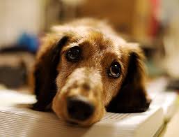 worried dog